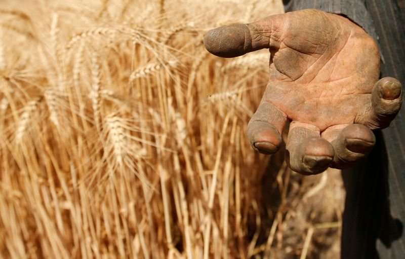China eleva preço mínimo de compra de trigo em 2022 para 2.300 iuanes/t China eleva preço mínimo de compra de trigo em 2022 para 2.300 iuanes/t