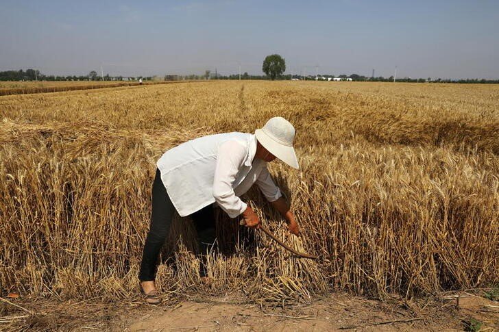 Importações de trigo pela China caem com demanda afetada por preços elevados Importações de trigo pela China caem com demanda afetada por preços elevados