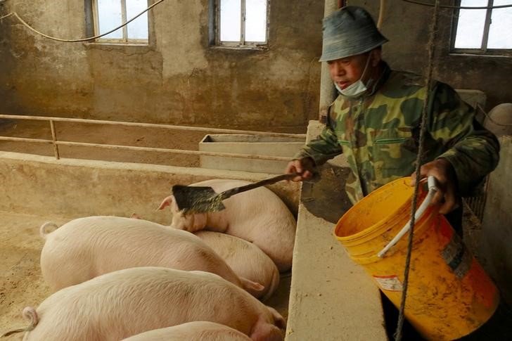 China aprova importação de suínos reprodutores da Irlanda China aprova importação de suínos reprodutores da Irlanda