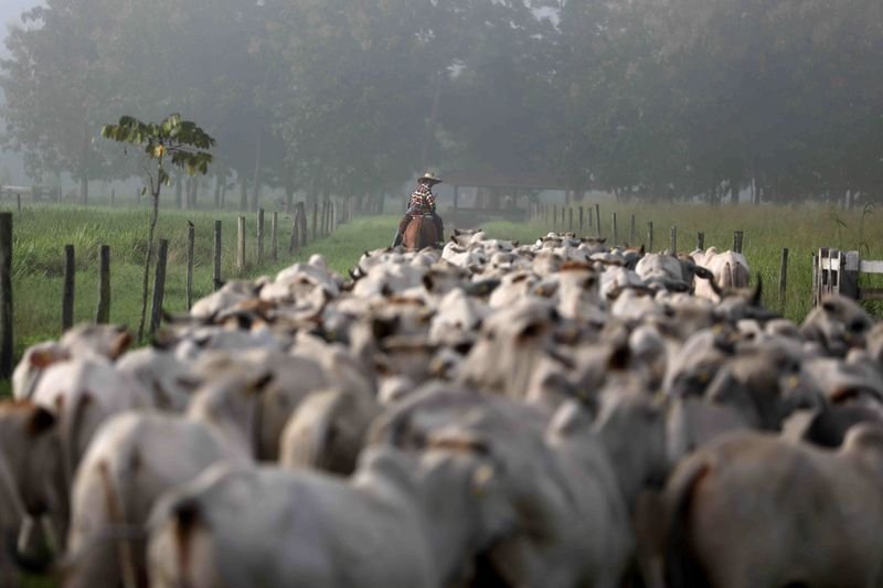 Ministério da Agricultura suspende produção de carne bovina para a China, diz O Globo Ministério da Agricultura suspende produção de carne bovina para a China, diz O Globo