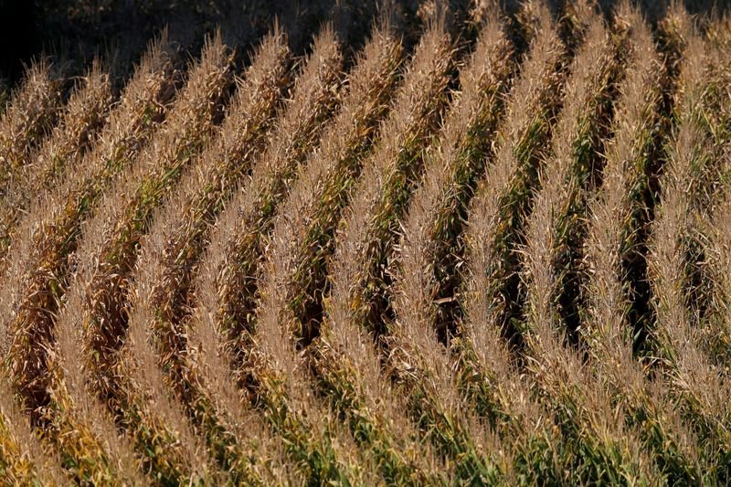 Strategie Grains eleva previsão de safra de milho da UE e reduz importações Strategie Grains eleva previsão de safra de milho da UE e reduz importações