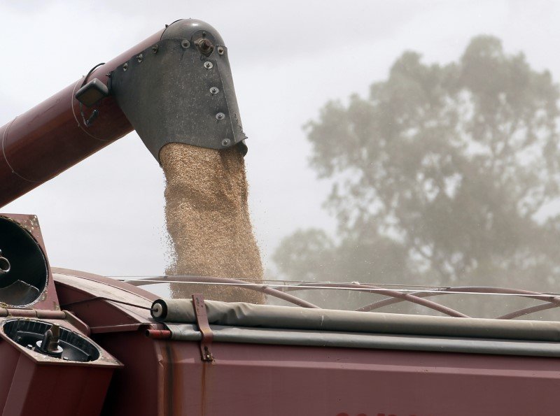 Chuvas impulsionam safras de milho, soja e particularmente de trigo na Argentina Chuvas impulsionam safras de milho, soja e particularmente de trigo na Argentina