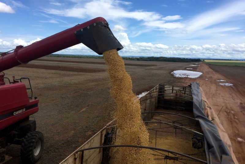 StoneX ajusta previsão de safra de soja do Brasil a 145,1 mi t; vê recorde para milho