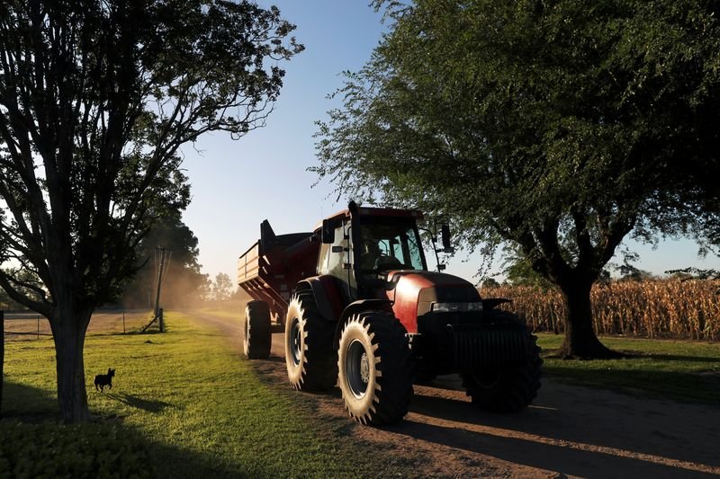 Bolsa de Cereais eleva previsão de área de milho na Argentina para 7,3 mi de hectares Bolsa de Cereais eleva previsão de área de milho na Argentina para 7,3 mi de hectares