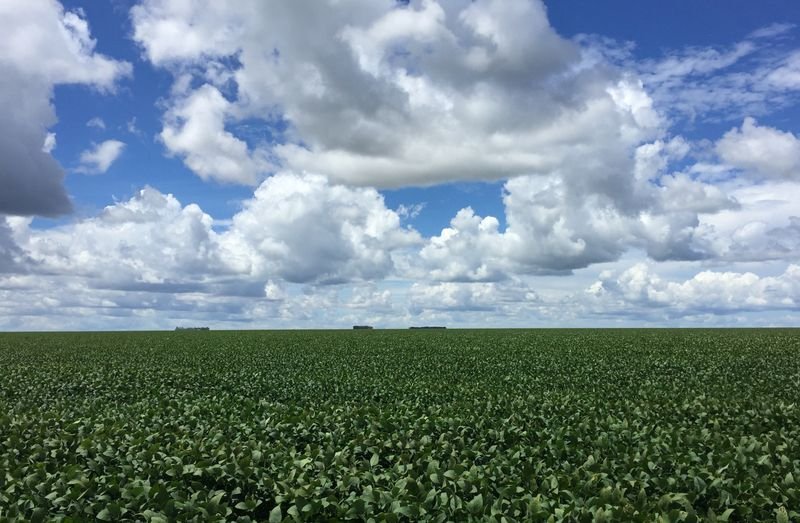AgRural deve cortar estimativa de milho verão por seca no Sul AgRural deve cortar estimativa de milho verão por seca no Sul