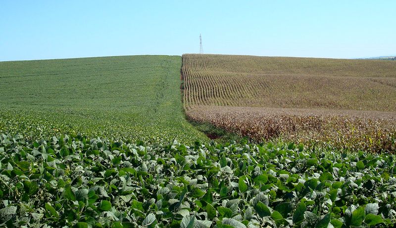 Paraná conclui plantio de soja; qualidade das lavouras piora com clima