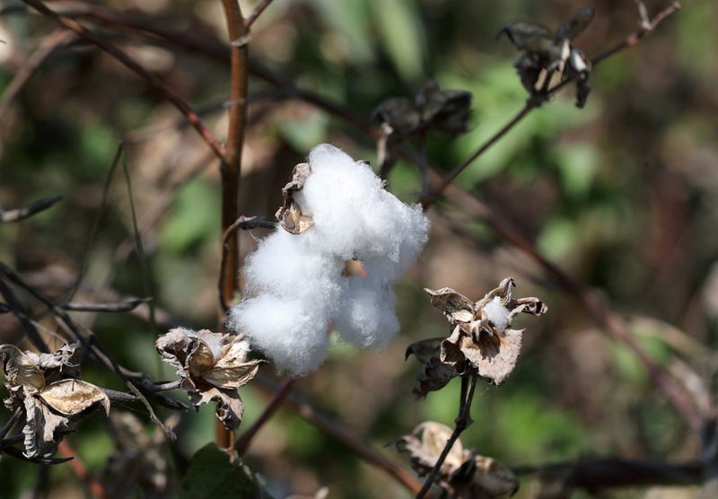 Produção de algodão no Brasil deve crescer 16,5% em 21/22 com área maior, diz Abrapa