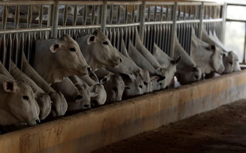 StoneX aponta queda de 0,79% no confinamento bovino do Brasil em 2021 StoneX aponta queda de 0,79% no confinamento bovino do Brasil em 2021