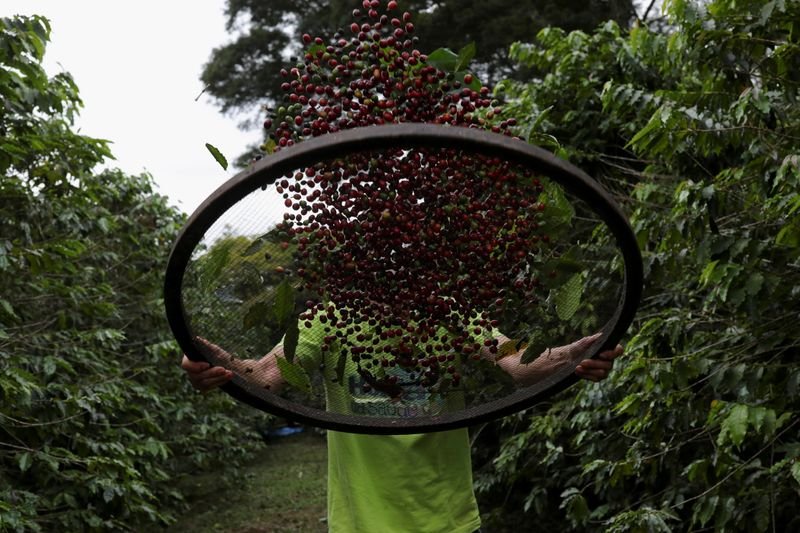 Safra de café do Brasil deve cair 22,6% em 2021; associação vê ‘erro’ da Conab Safra de café do Brasil deve cair 22,6% em 2021; associação vê ‘erro’ da Conab