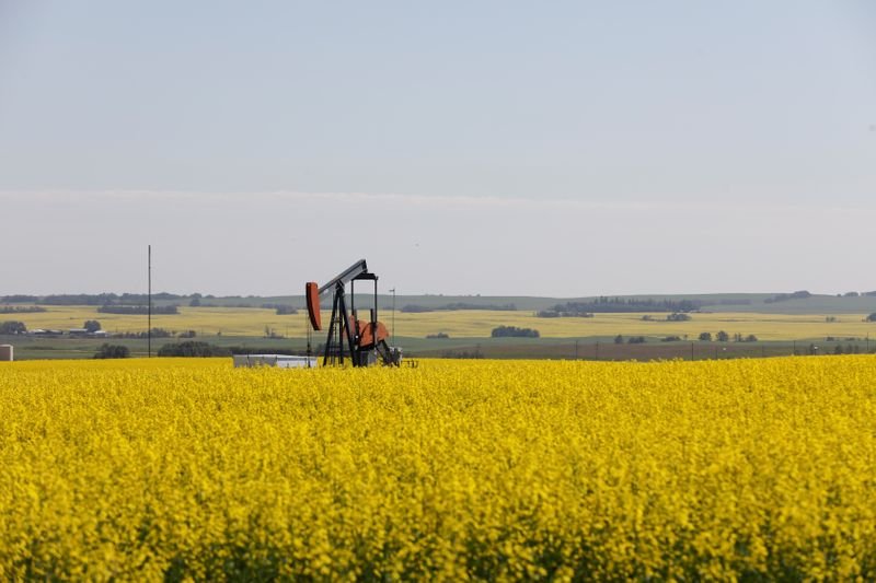 Ceres Global construirá processadora de canola no Canadá Ceres Global construirá processadora de canola no Canadá