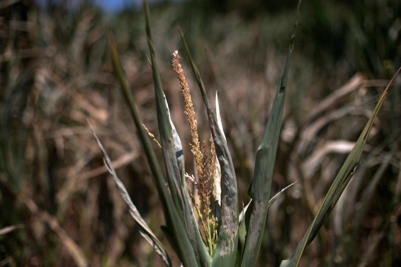 Previsões de clima do Meio-Oeste impulsionam futuros do milho e da soja dos EUA Previsões de clima do Meio-Oeste impulsionam futuros do milho e da soja dos EUA