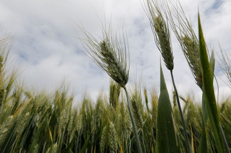 Strategie Grains eleva estimativas de produção e exportação de trigo da UE em 21/22 Strategie Grains eleva estimativas de produção e exportação de trigo da UE em 21/22