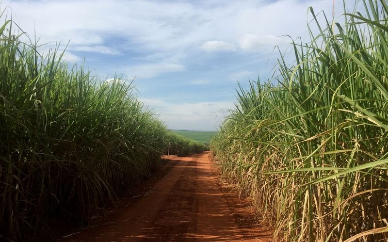 São Martinho vê queda de 8,9% na moagem de cana em 2021/22 por seca, a 20,5 mi t São Martinho vê queda de 8,9% na moagem de cana em 2021/22 por seca, a 20,5 mi t