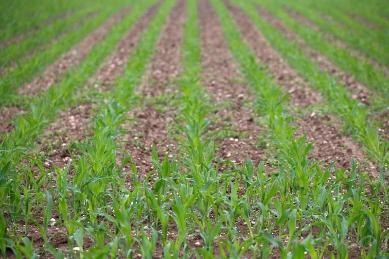 EUA tem 65% do milho avaliado como bom/excelente, diz USDA; soja fica em 60% EUA tem 65% do milho avaliado como bom/excelente, diz USDA; soja fica em 60%