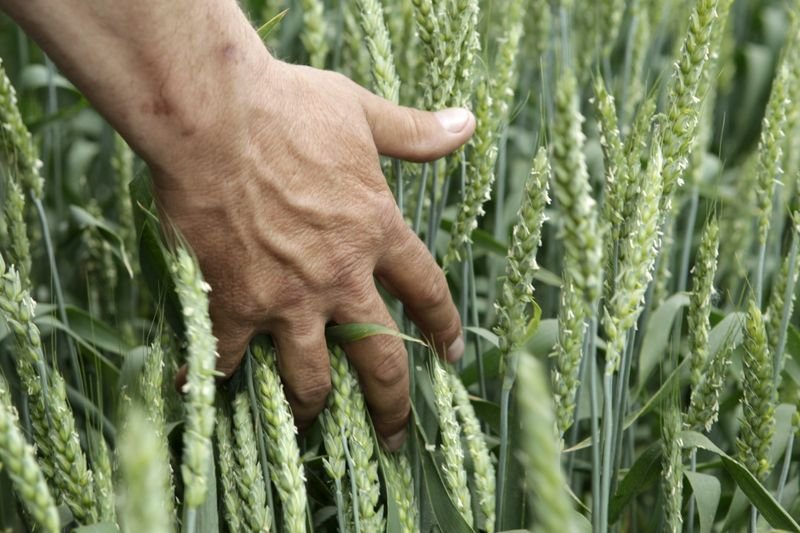Plantio de trigo ganha ritmo no RS e já atinge 75% em algumas regiões, diz Emater Plantio de trigo ganha ritmo no RS e já atinge 75% em algumas regiões, diz Emater