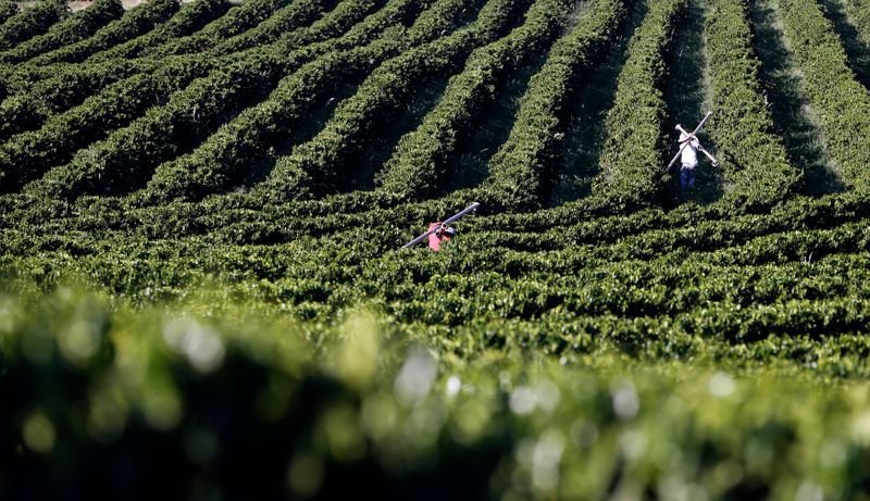Áreas agrícolas do Brasil não registram geada nesta sexta, diz Rural Clima Áreas agrícolas do Brasil não registram geada nesta sexta, diz Rural Clima