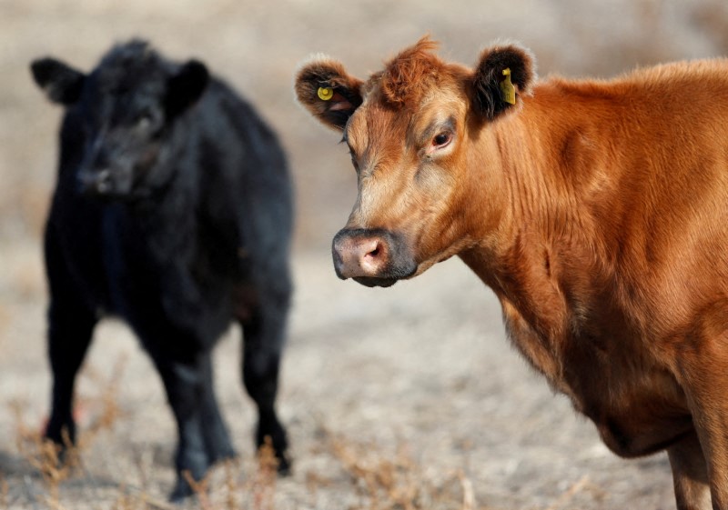 Preços altos da carne nos EUA: lucro da indústria ou crise de capacidade?