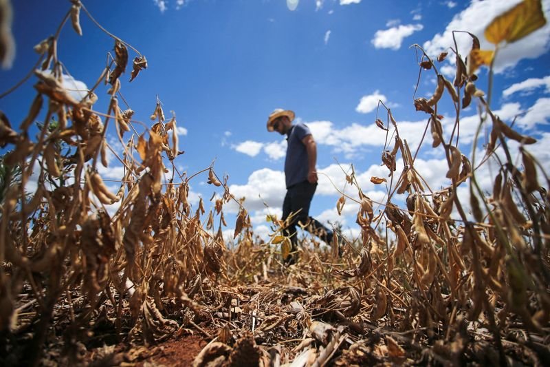 Colheita de milho verão no Rio Grande do Sul chega a 27%, segundo Emater Colheita de milho verão no Rio Grande do Sul chega a 27%, segundo Emater