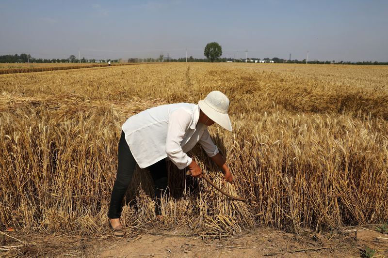 China irá promover plantio de soja e milho em consórcio em 1 mi de hectares