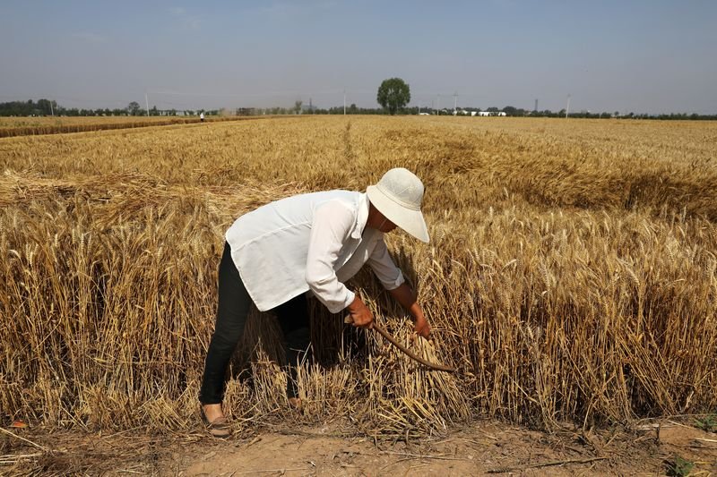 China irá promover plantio de soja e milho em consórcio em 1 mi de hectares China irá promover plantio de soja e milho em consórcio em 1 mi de hectares