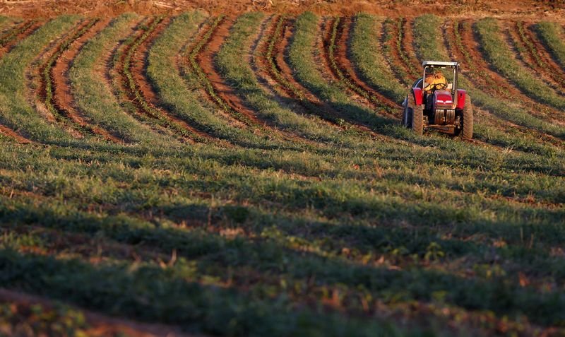 Açúcar bruto recua na ICE com tensões geopolíticas; café robusta toca mínima Açúcar bruto recua na ICE com tensões geopolíticas; café robusta toca mínima