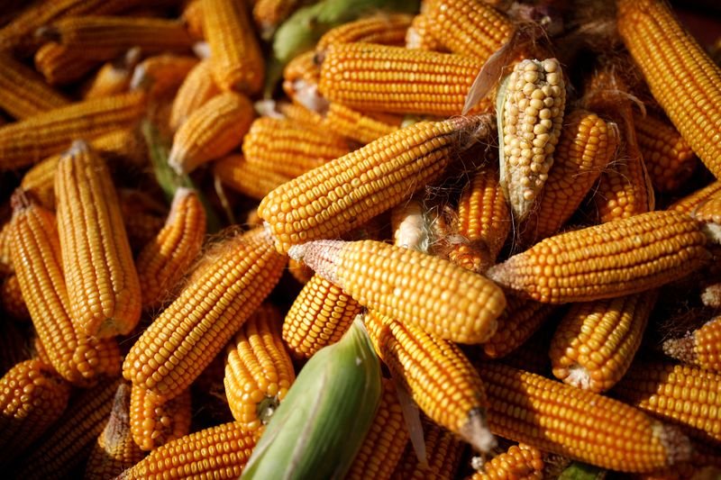 Colheita de milho verão atinge 34% no RS e supera média, diz Emater Colheita de milho verão atinge 34% no RS e supera média, diz Emater