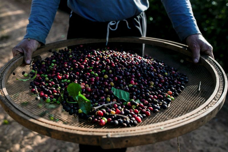 Safra de café do Brasil deve crescer 16,6% com leve recuperação de lavouras, diz trading