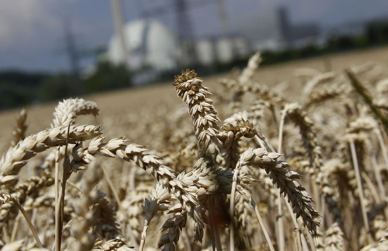 Trigo avança em Chicago com tensões da Rússia-Ucrânia; milho e soja também sobem