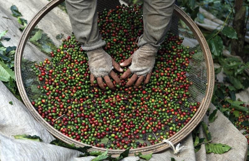 Café arábica recua; açúcar bruto também cai com sessão volátil Café arábica recua; açúcar bruto também cai com sessão volátil