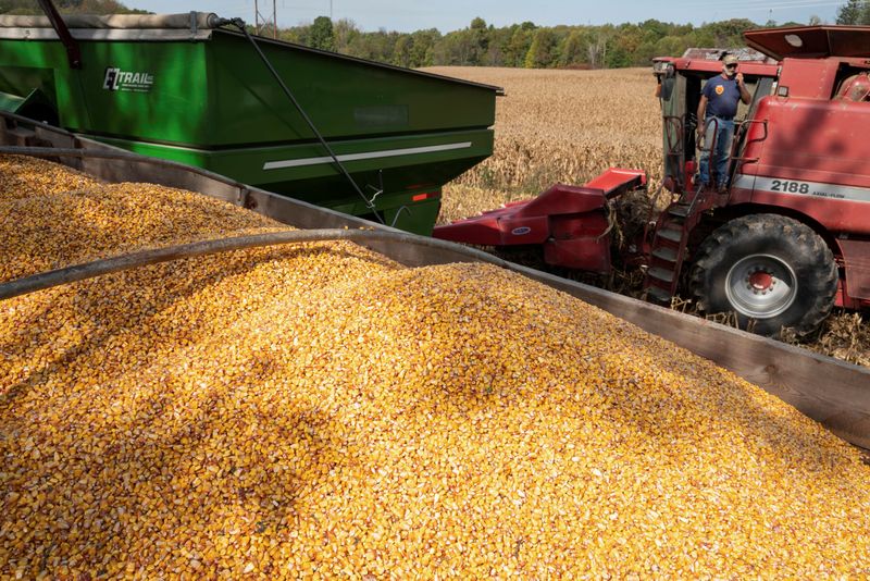 Adiantada, colheita de milho de MT salta para 55,5% da área, diz Imea