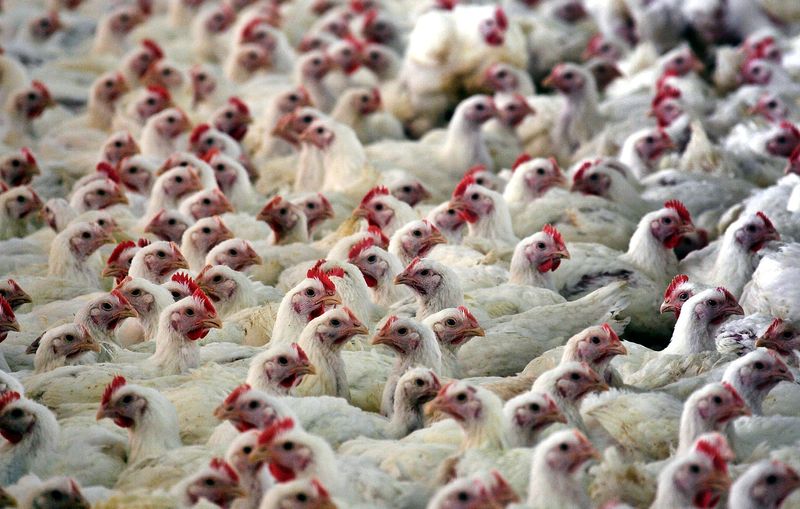 Brasil exporta 3º maior volume de frango em junho e tem receita recorde, diz ABPA