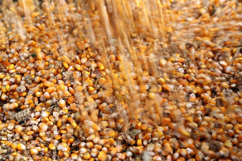 Anec prevê exportação de milho do Brasil em 5,38 mi t em julho