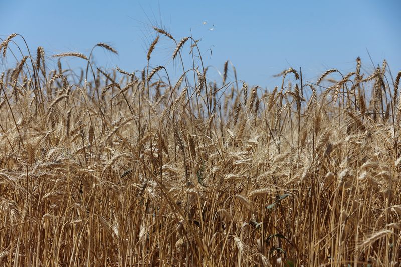 Plantio de trigo atinge 96% da área no Paraná, diz Deral