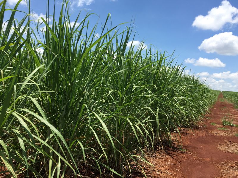 Produção de açúcar do Brasil crescerá pouco em 2022/23, estima Itaú BBA