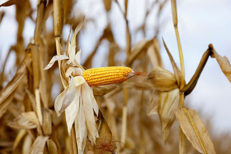 Exchange eleva el pronóstico de cosecha de maíz de Argentina a 52 millones de toneladas en 2021/22
