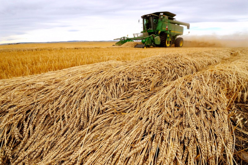 Preços de trigo e milho avançam em Chicago; soja recua