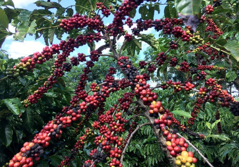 Exportação de café do Brasil deve crescer 3% em 2022/23, diz Safras