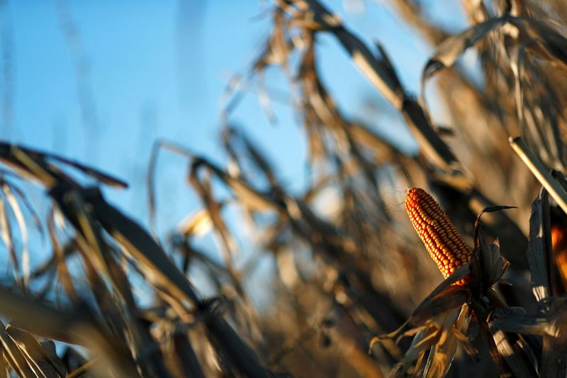 Agricultores argentinos venden 19,5 millones de toneladas de maíz 21/22