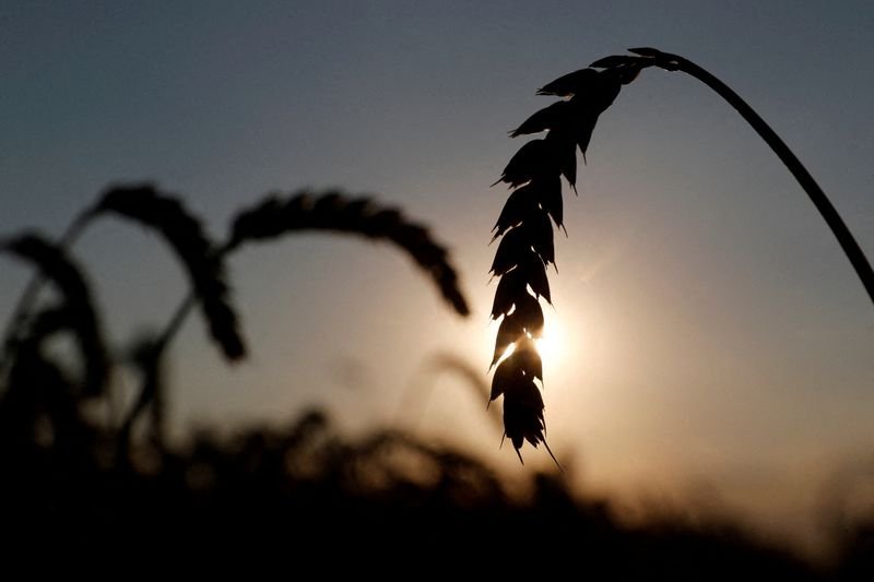 Trigo dos EUA tem avaliação mais baixa desde 1996, diz USDA; plantio de milho atinge 4% Trigo dos EUA tem avaliação mais baixa desde 1996, diz USDA; plantio de milho atinge 4%