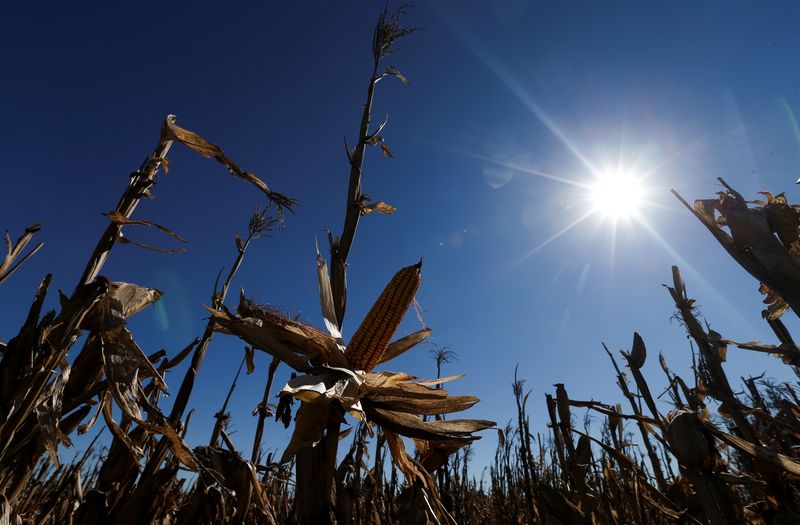 Brasil caminha para produção recorde de milho apesar de quebra na 2ª safra, dizem analistas