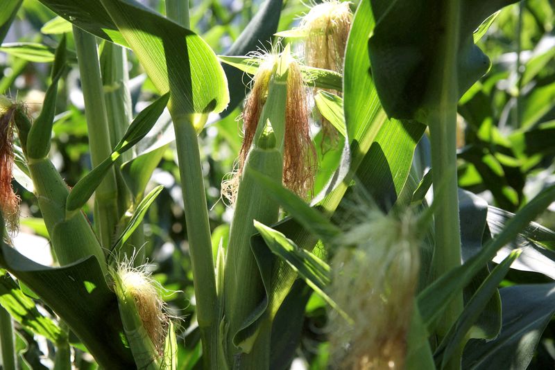 Lucro da SLC Agrícola salta 153% no 1º tri; seca leva a ajustes no algodão e milho