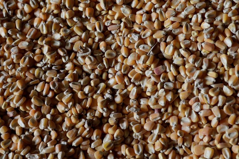 Agroconsult reduz projeção para milho do Brasil e não vê safra livre de geadas