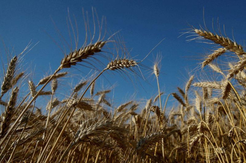 Rússia concorda em vender 5 mi t de trigo e grãos ao Irã
