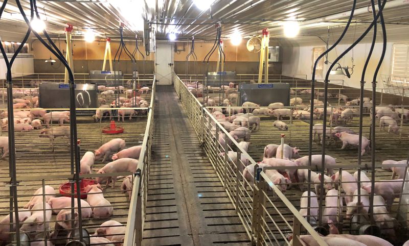 Brasil espera elevar vendas de carne suína para Rússia no início de 2022