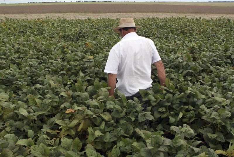 Conab eleva número de safra e exportação de milho do Brasil; sobe colheita de soja