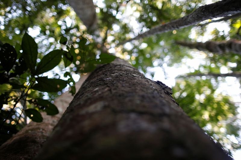Califórnia deveria cortar petróleo da floresta amazônica, dizem ONGs Califórnia deveria cortar petróleo da floresta amazônica, dizem ONGs