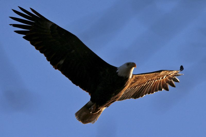 Recuperação da população de águias nos EUA é prejudicado por envenenamento com balas de caçadores